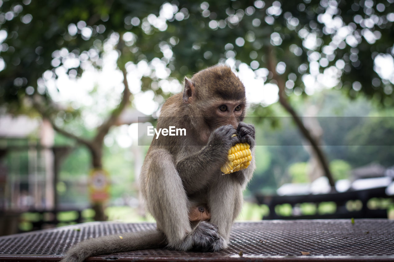 Monkey eating 