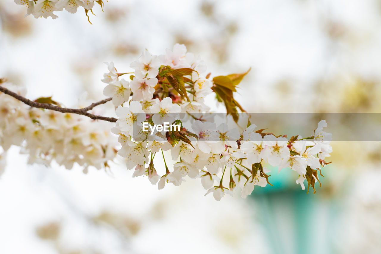 Close-up of cherry blossoms in spring