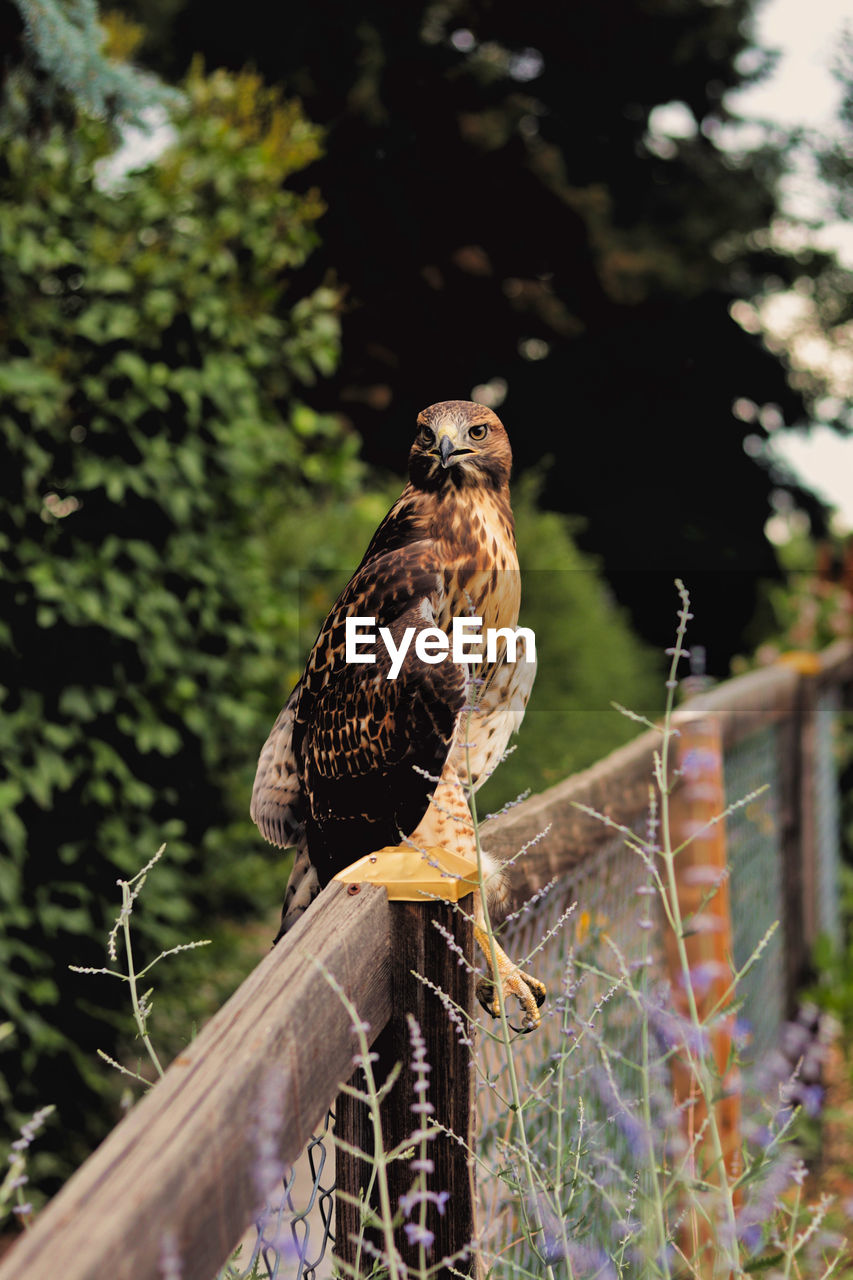 BIRD PERCHING ON WOODEN FENCE