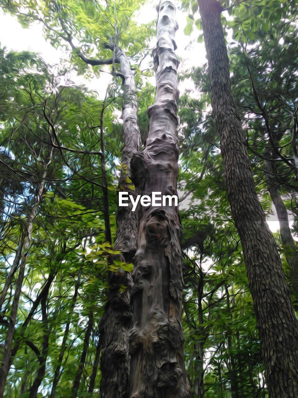 Low angle view of trees in forest