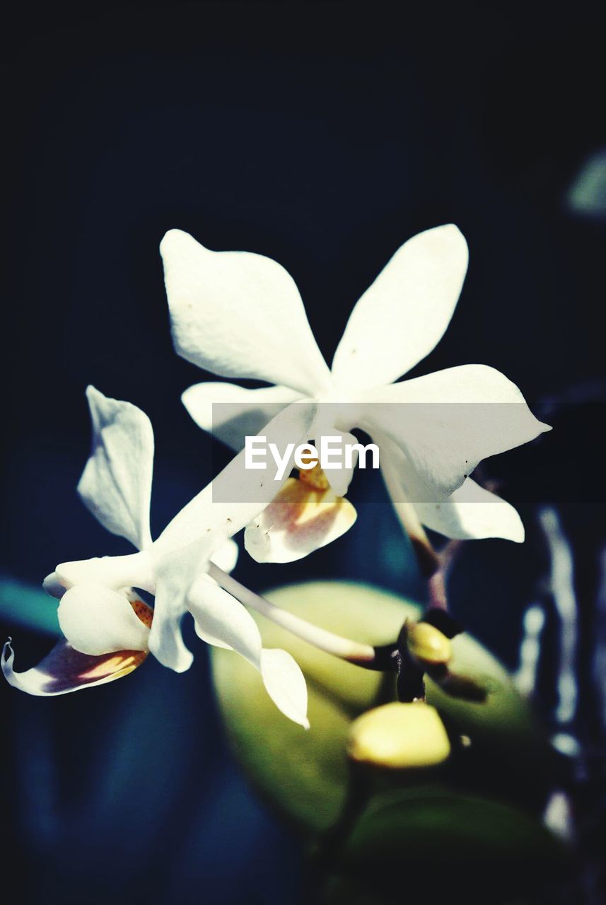 CLOSE-UP OF WHITE FLOWERING PLANTS