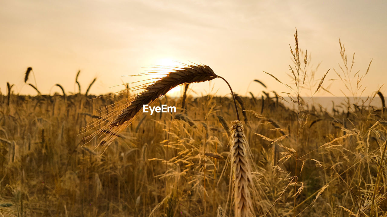 Wheat growing on field against sky during sunset