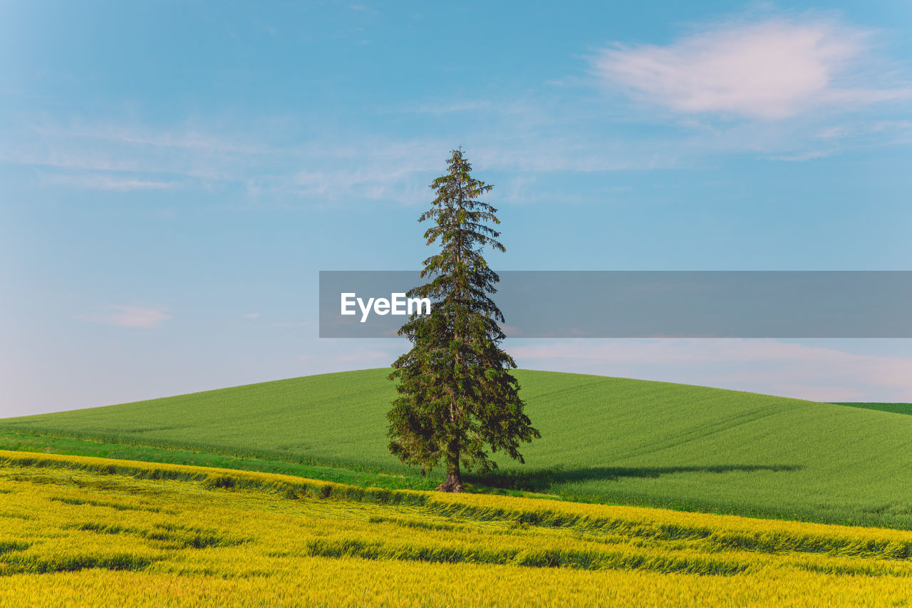 trees on field against sky