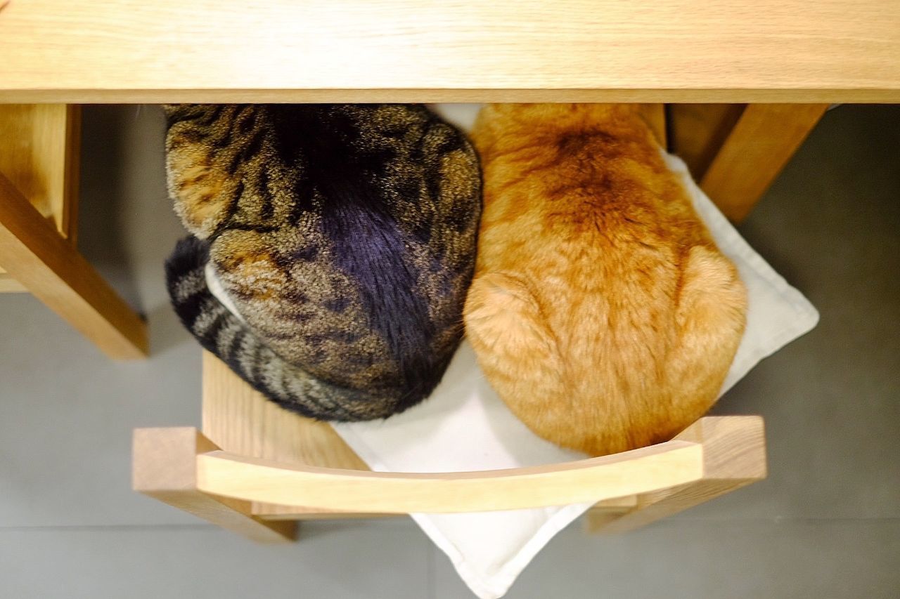 Directly above shot of cats sitting on chair by table at home