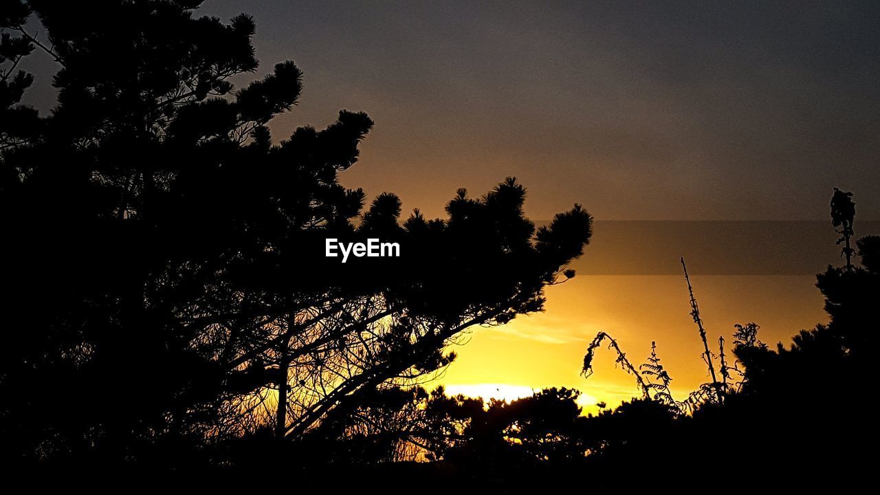 SILHOUETTE TREES ON LANDSCAPE AGAINST SKY