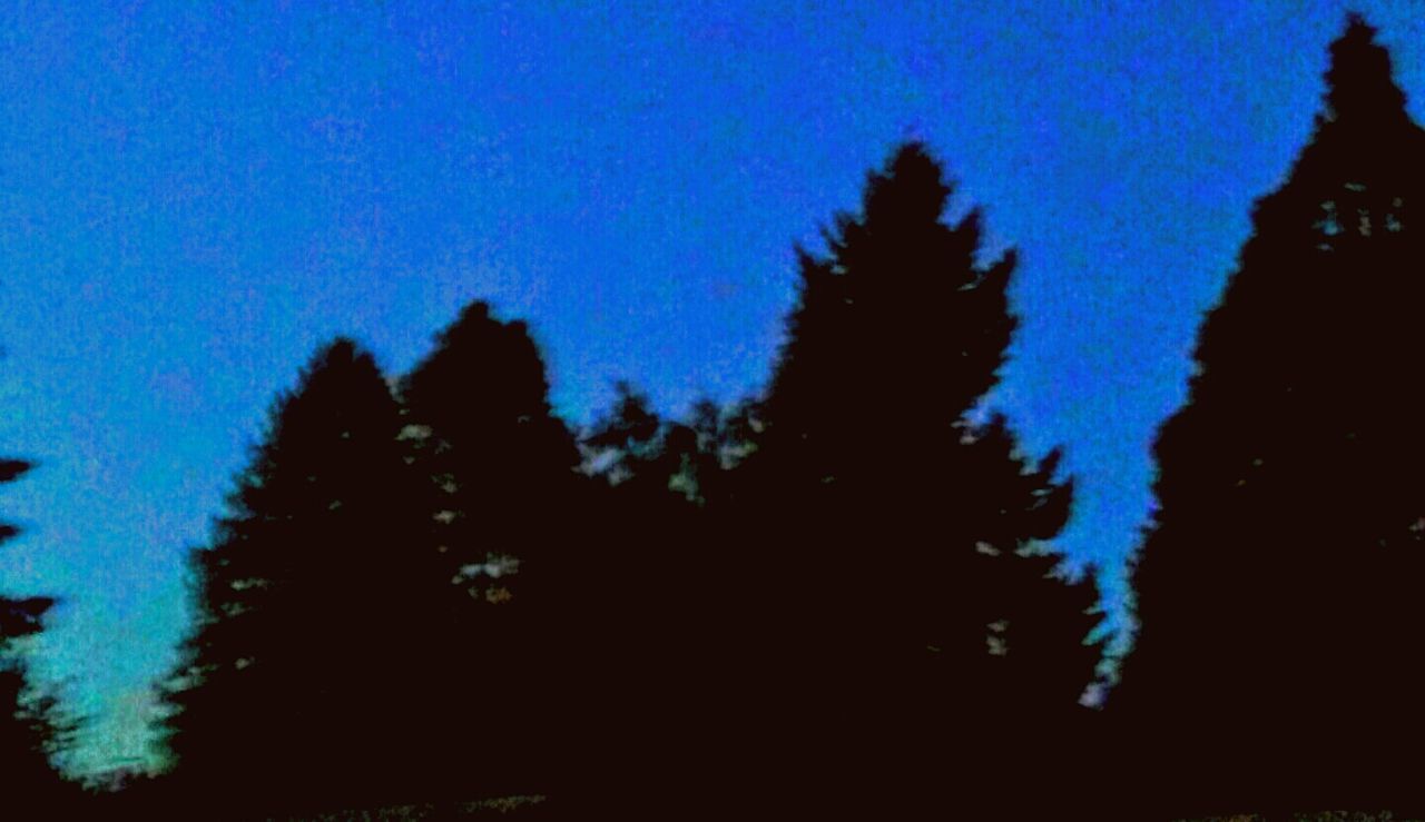 SILHOUETTE OF TREES AT DUSK