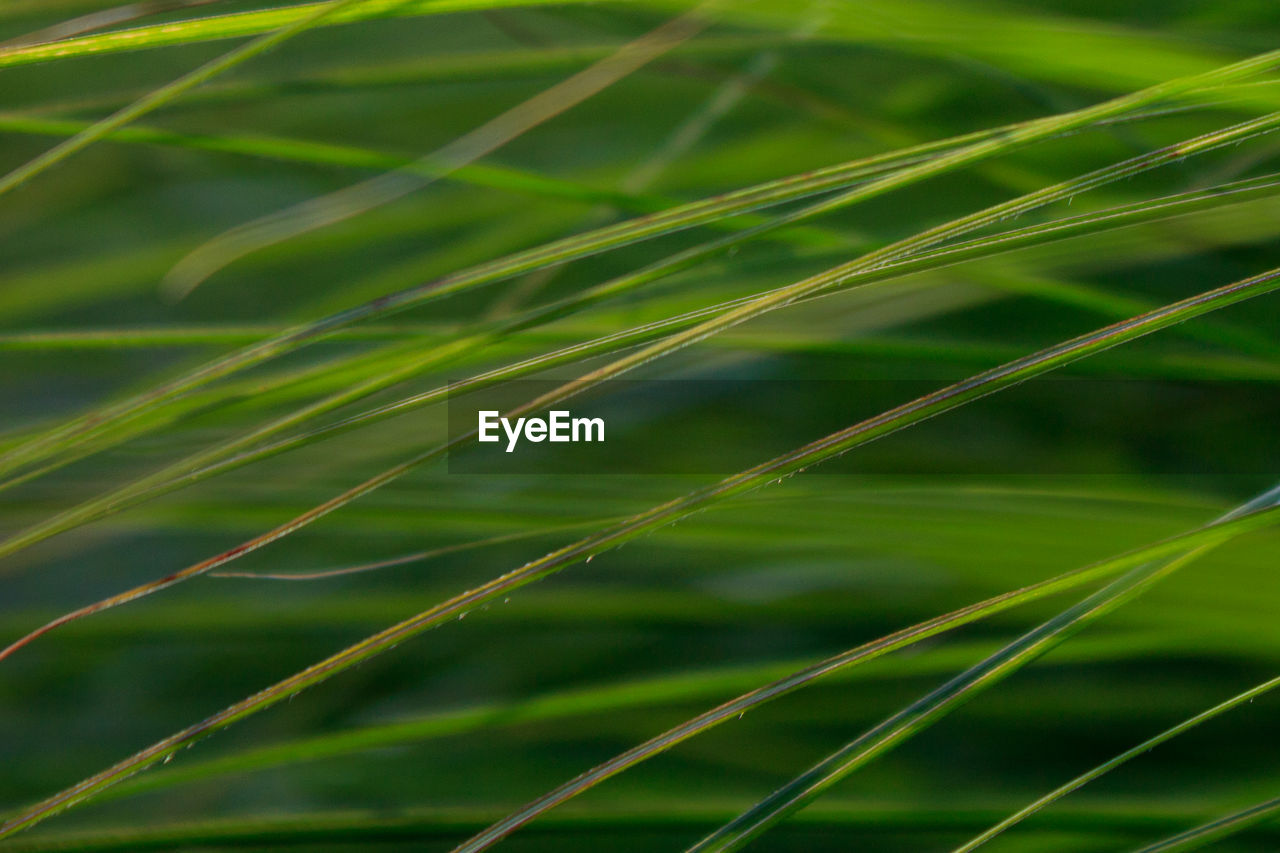 Close-up of grass on field