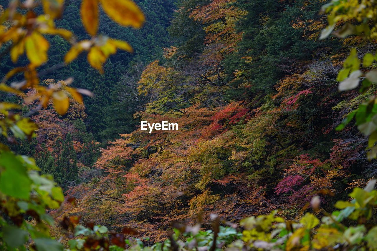 CLOSE-UP OF MAPLE TREE