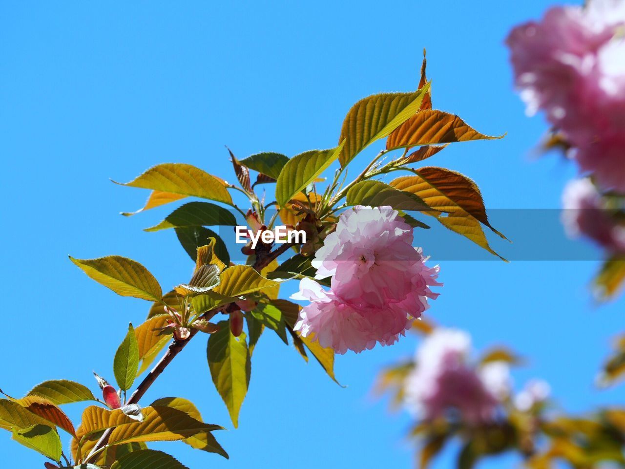 CLOSE-UP OF FLOWERING PLANT AGAINST BLUE SKY