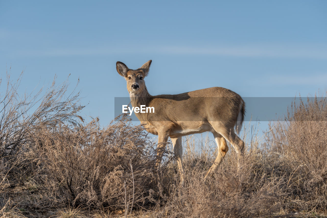 SIDE VIEW OF GIRAFFE ON FIELD