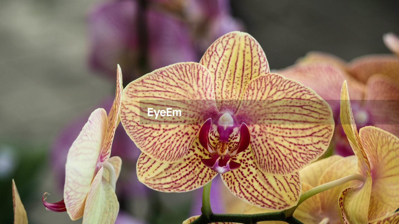 Close up bueatiful orchid flower, moth orchid, phalaenopsis baldan's kaleidoscope, golden treasure,.