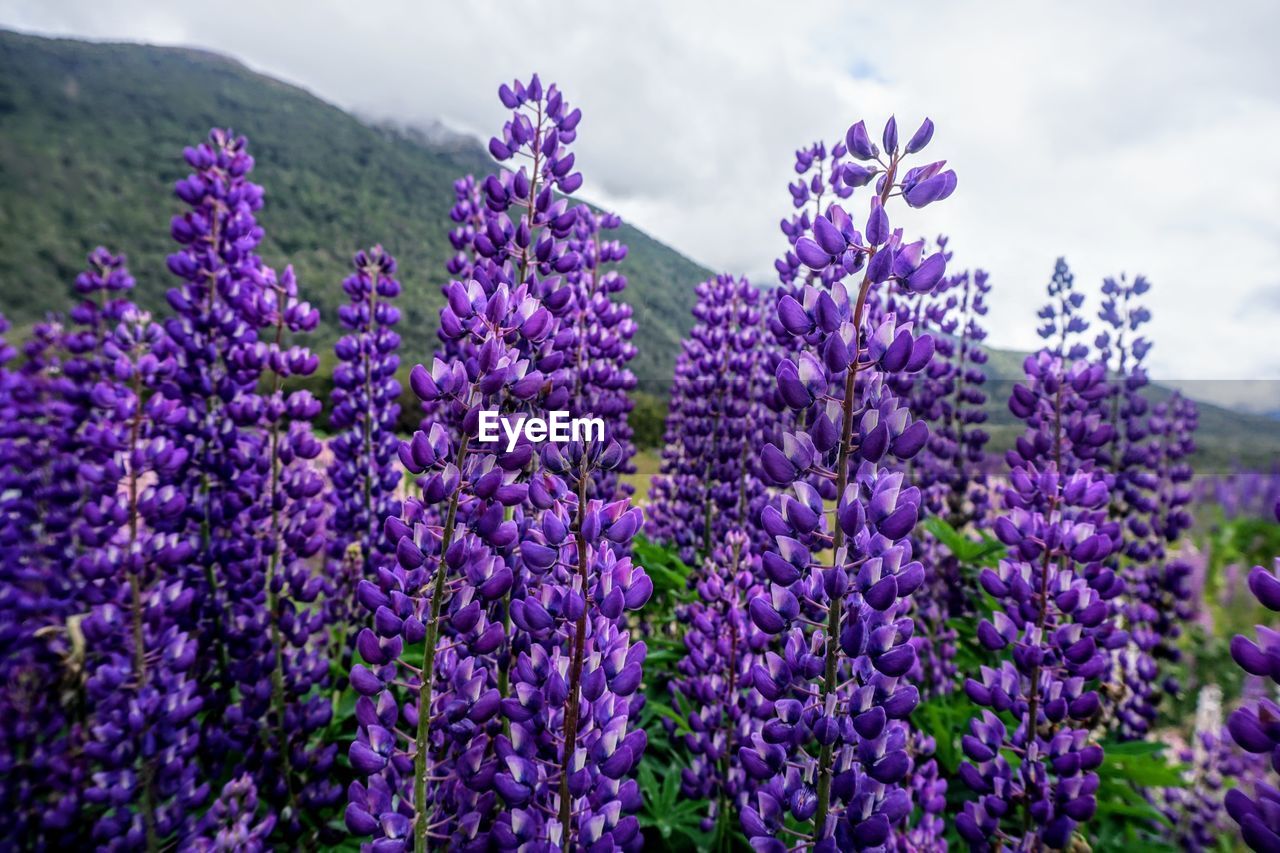 Close-up of purple lavender flowers on field