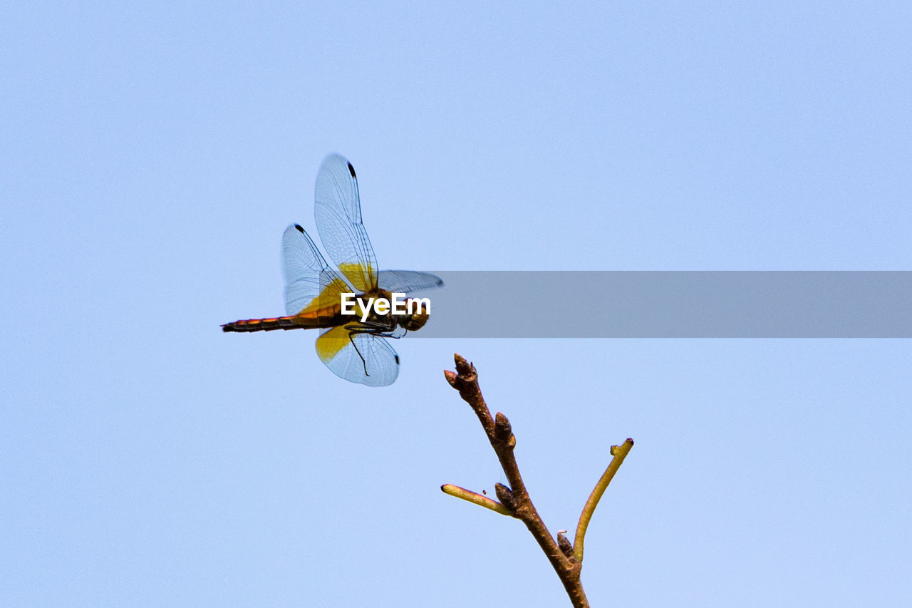 Close-up of insect buzzing over plant against clear blue sky