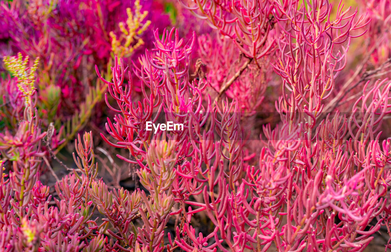 FULL FRAME SHOT OF PINK FLOWERING PLANT