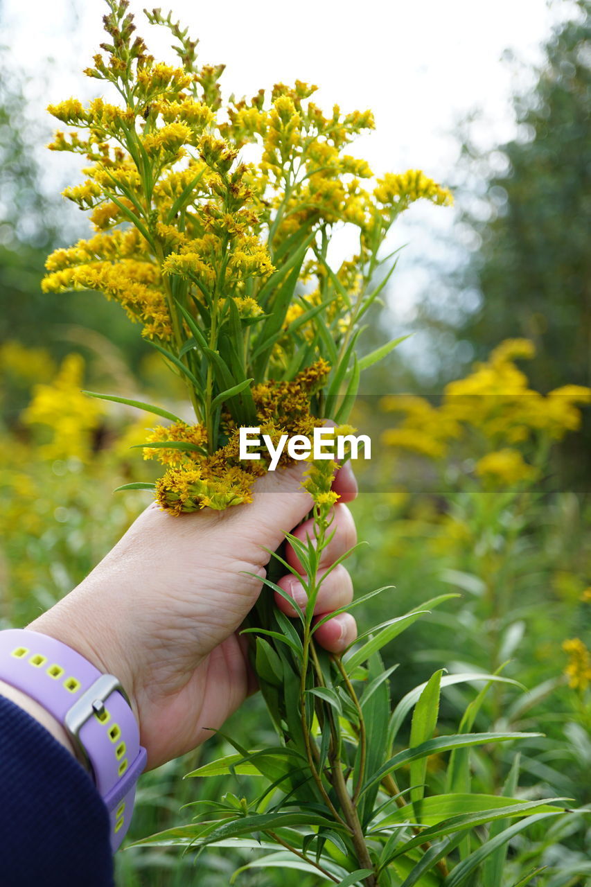 cropped hand of person holding plant