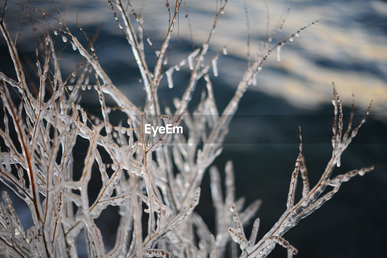 Close-up of frozen plant