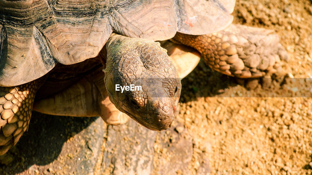 animal themes, animal, animal wildlife, wildlife, reptile, turtle, tortoise, one animal, nature, close-up, no people, animal body part, shell, animal shell, day, outdoors, sunlight, tortoise shell, land