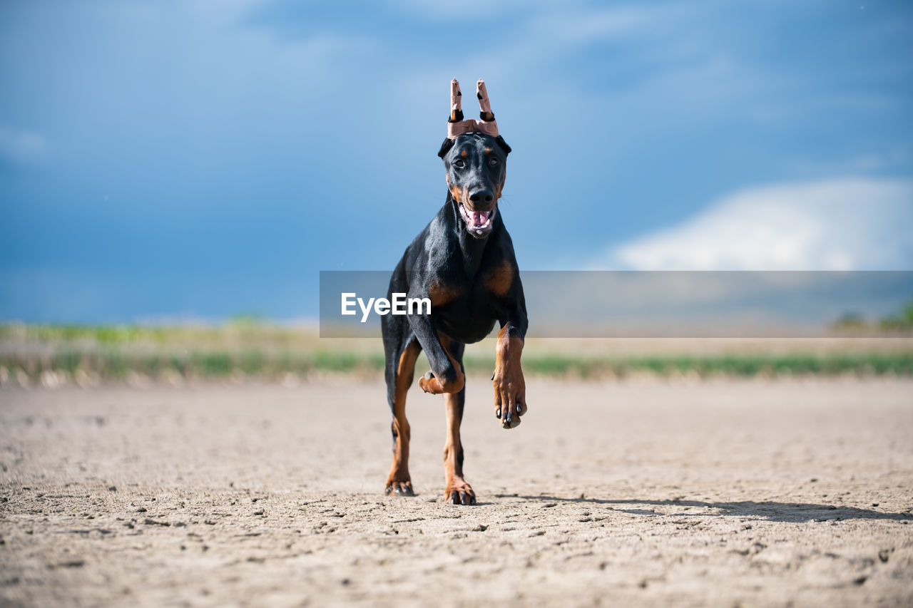 Full length of a dog running on field