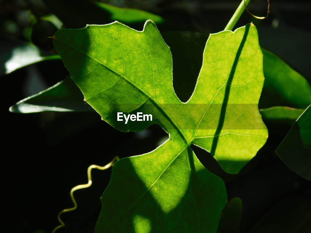 CLOSE-UP OF GREEN LEAF