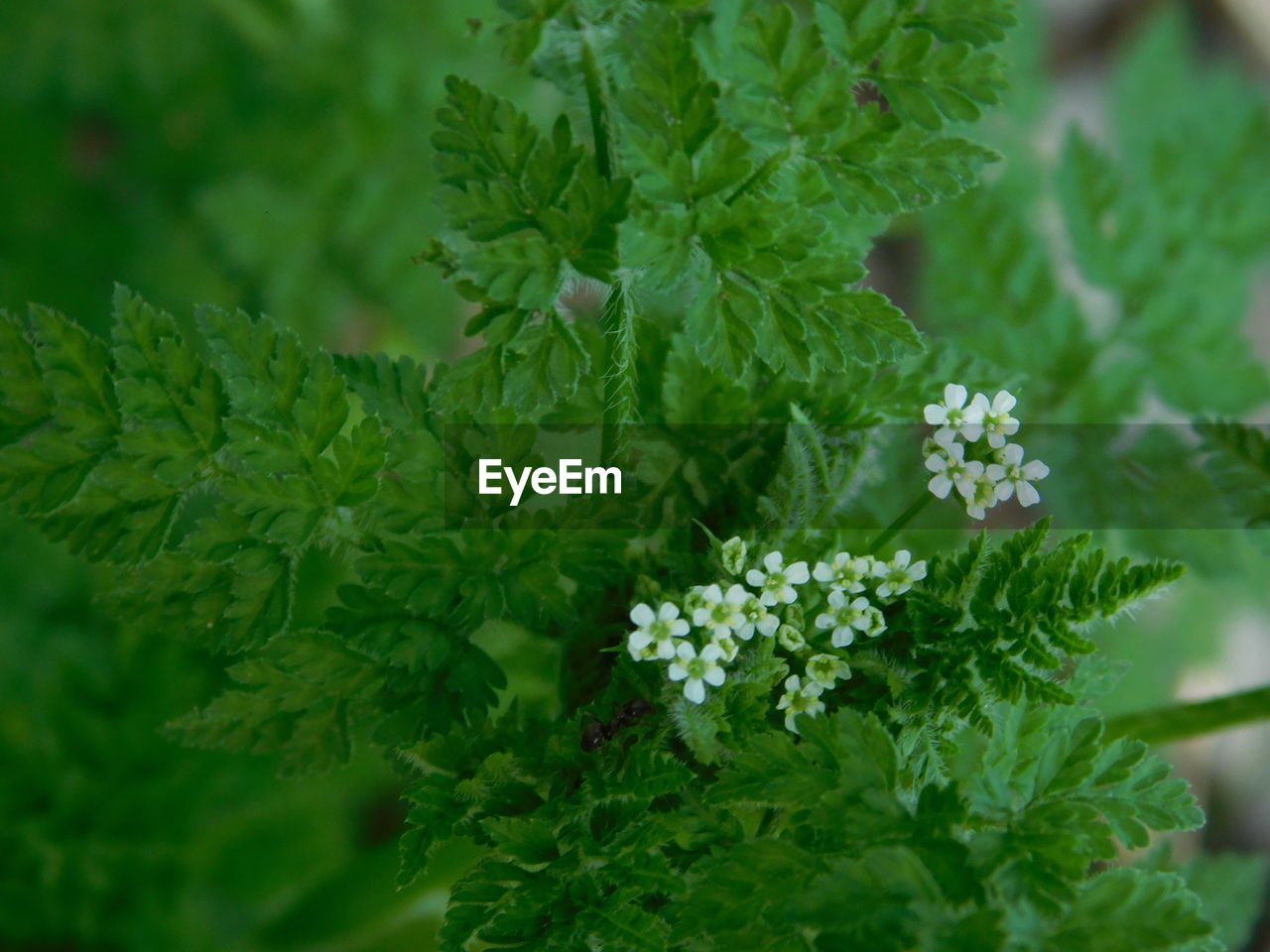 CLOSE-UP OF WHITE FLOWERING PLANTS