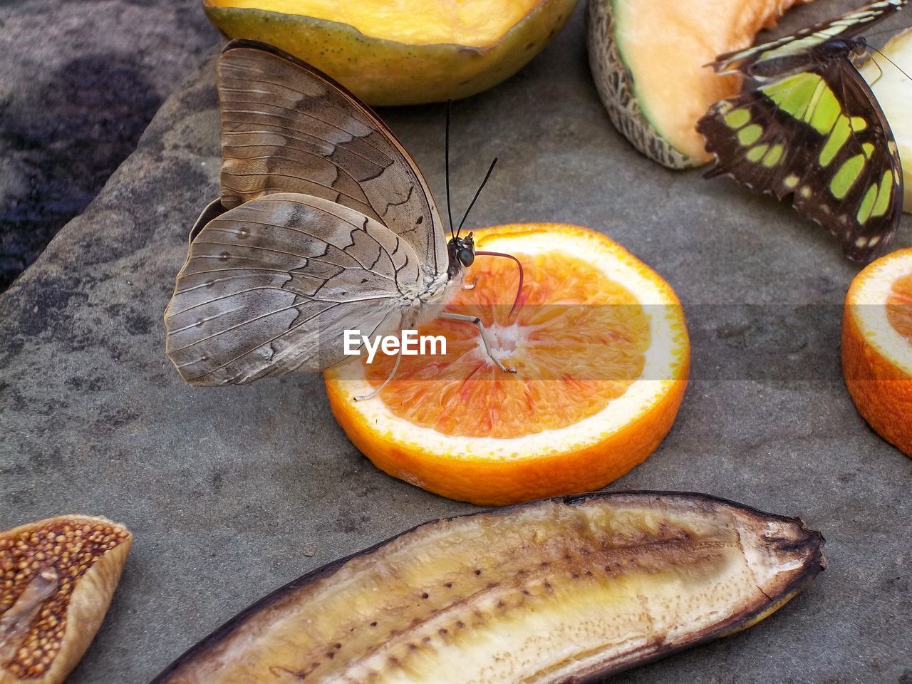 Butterfly eating orange