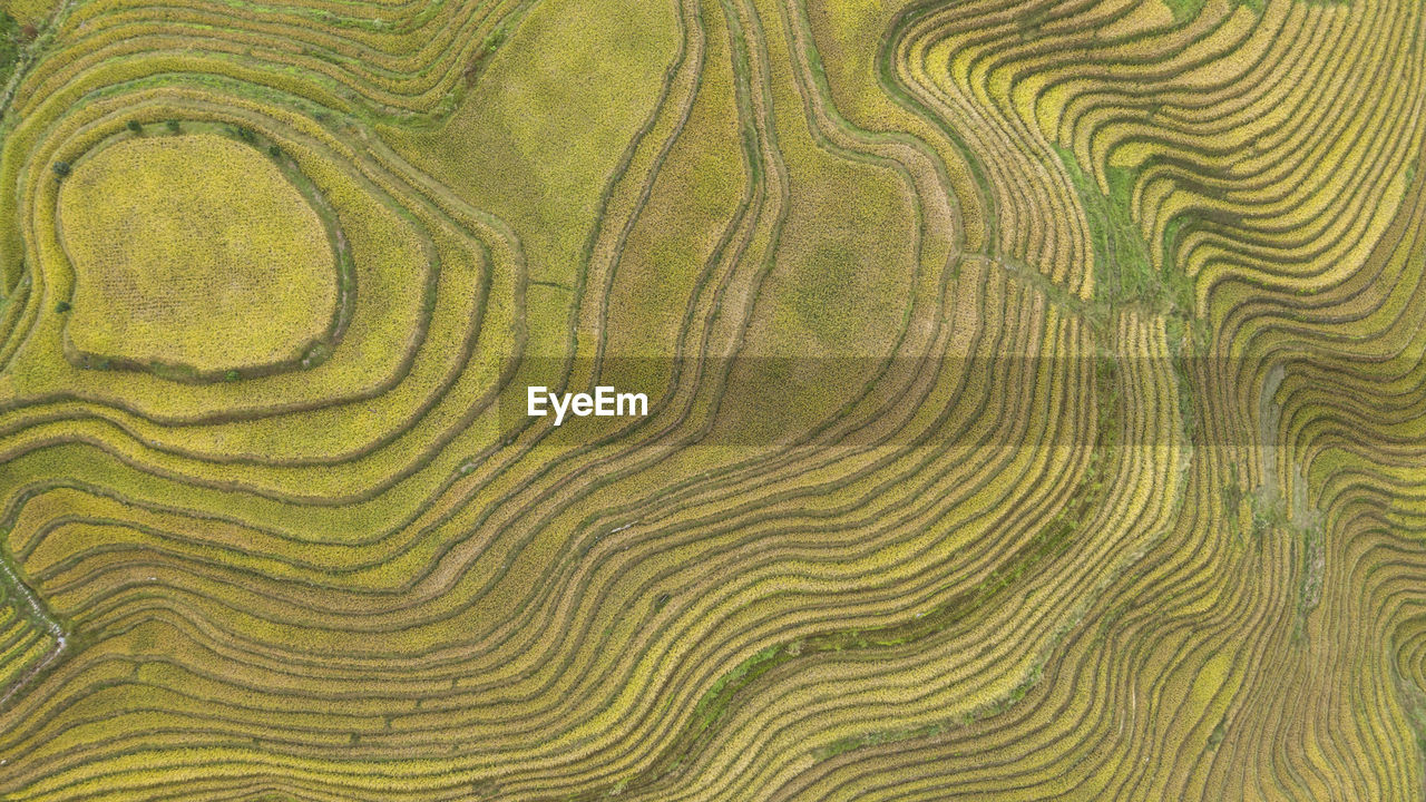 Top down view of rice fields in china - longji