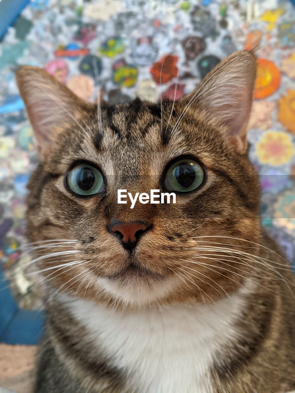 animal, animal themes, pet, cat, mammal, domestic animals, one animal, domestic cat, feline, whiskers, animal body part, close-up, portrait, looking at camera, small to medium-sized cats, felidae, no people, eye, animal head, carnivore, kitten, tabby cat, indoors, animal eye, focus on foreground