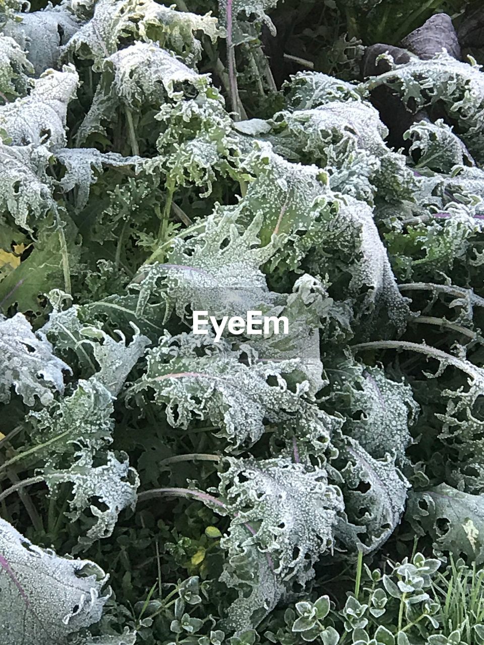 Full frame shot of vegetables during winter