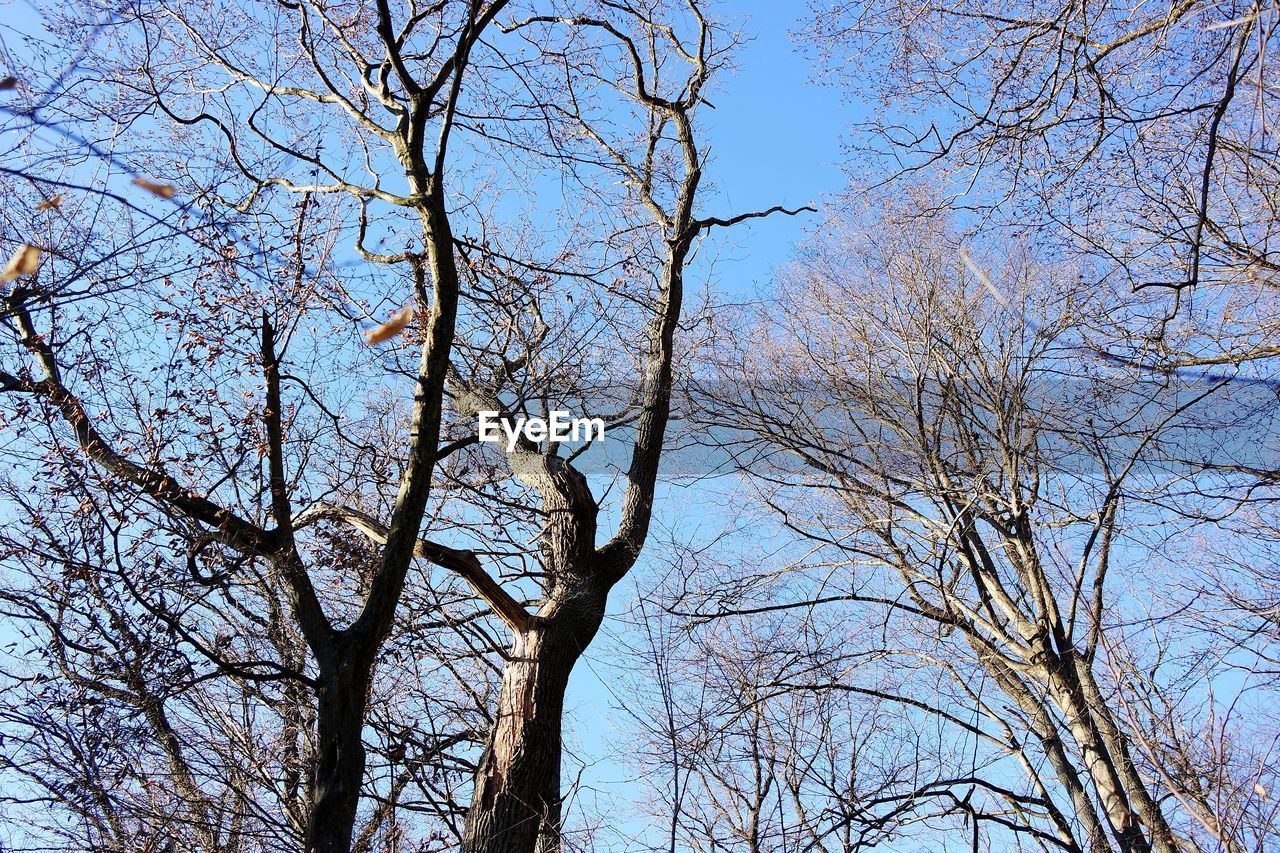 LOW ANGLE VIEW OF BARE TREE AGAINST SKY