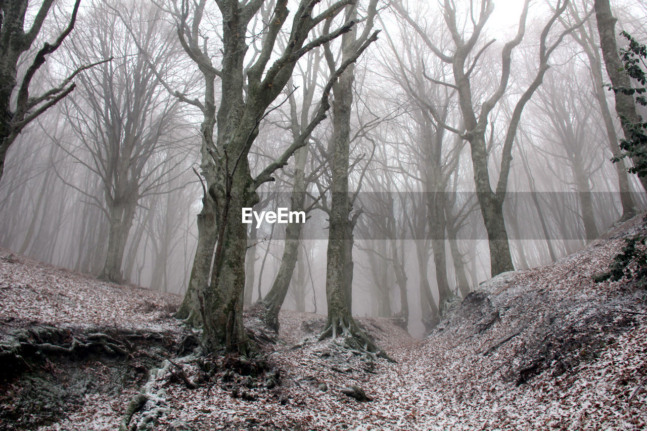 Trees in forest during winter