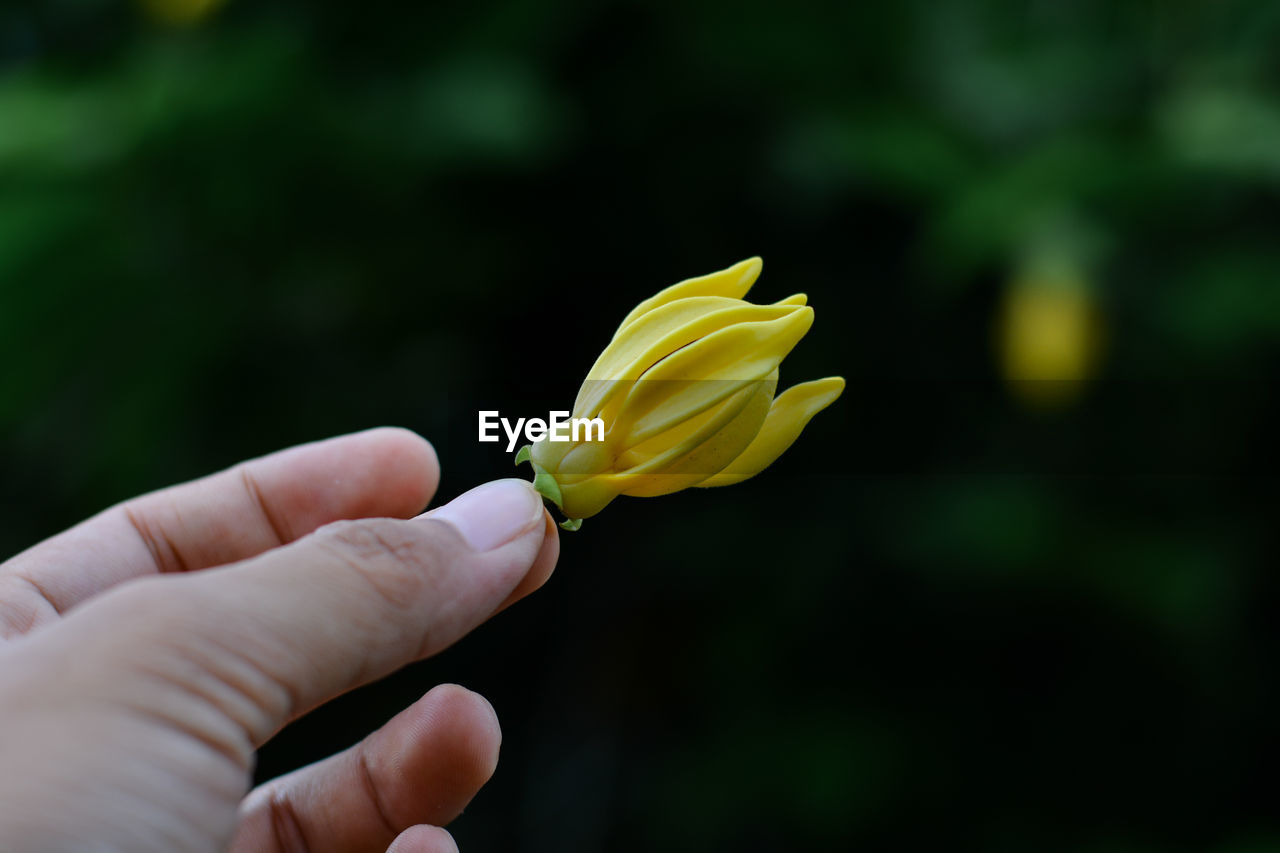 CLOSE-UP OF HAND HOLDING YELLOW FLOWERING PLANT