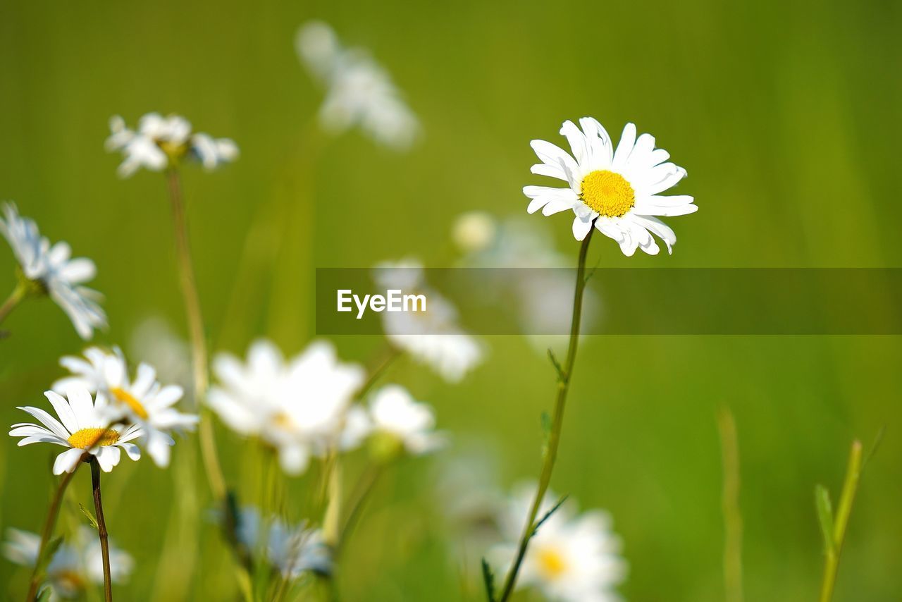 Close-up of white daisy flowers on field