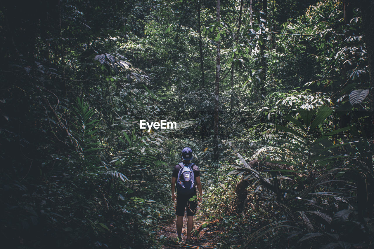 Rear view of man on trail amidst trees in forest