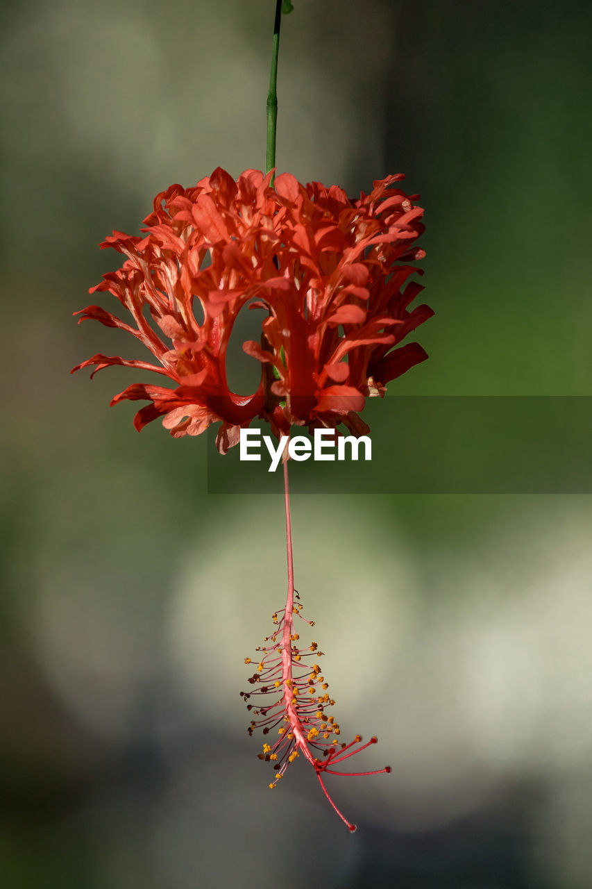 CLOSE-UP OF RED FLOWERS