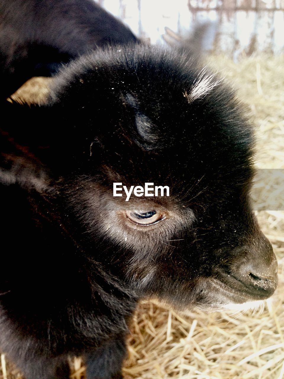 Close-up of lamb standing on hay