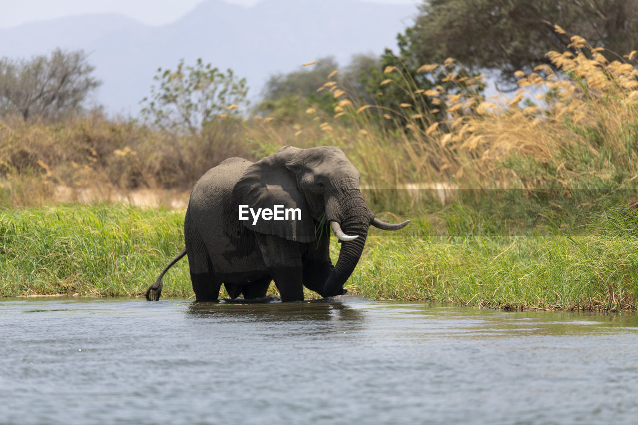 View of elephant in the sea