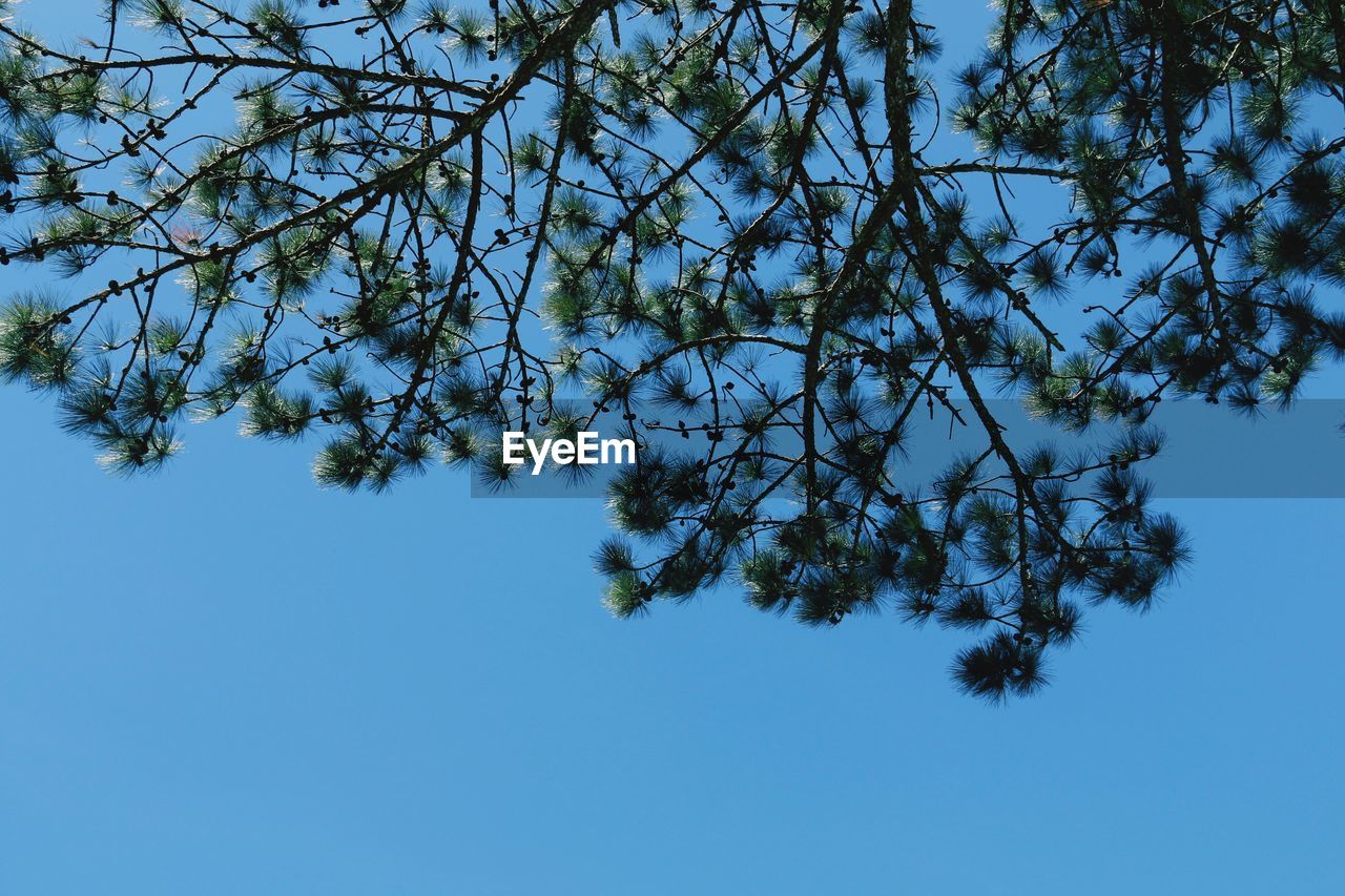 LOW ANGLE VIEW OF BRANCHES AGAINST CLEAR BLUE SKY