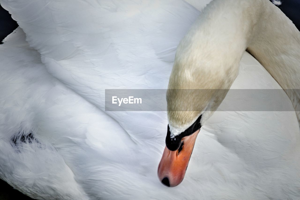 Close-up of swan swimming in water