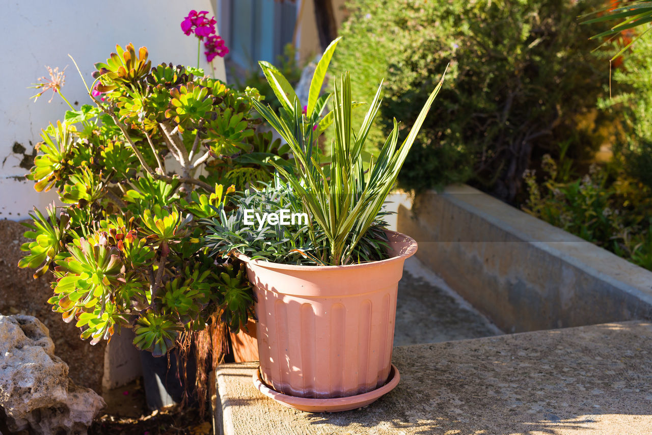 CLOSE-UP OF POTTED PLANTS IN BACKYARD