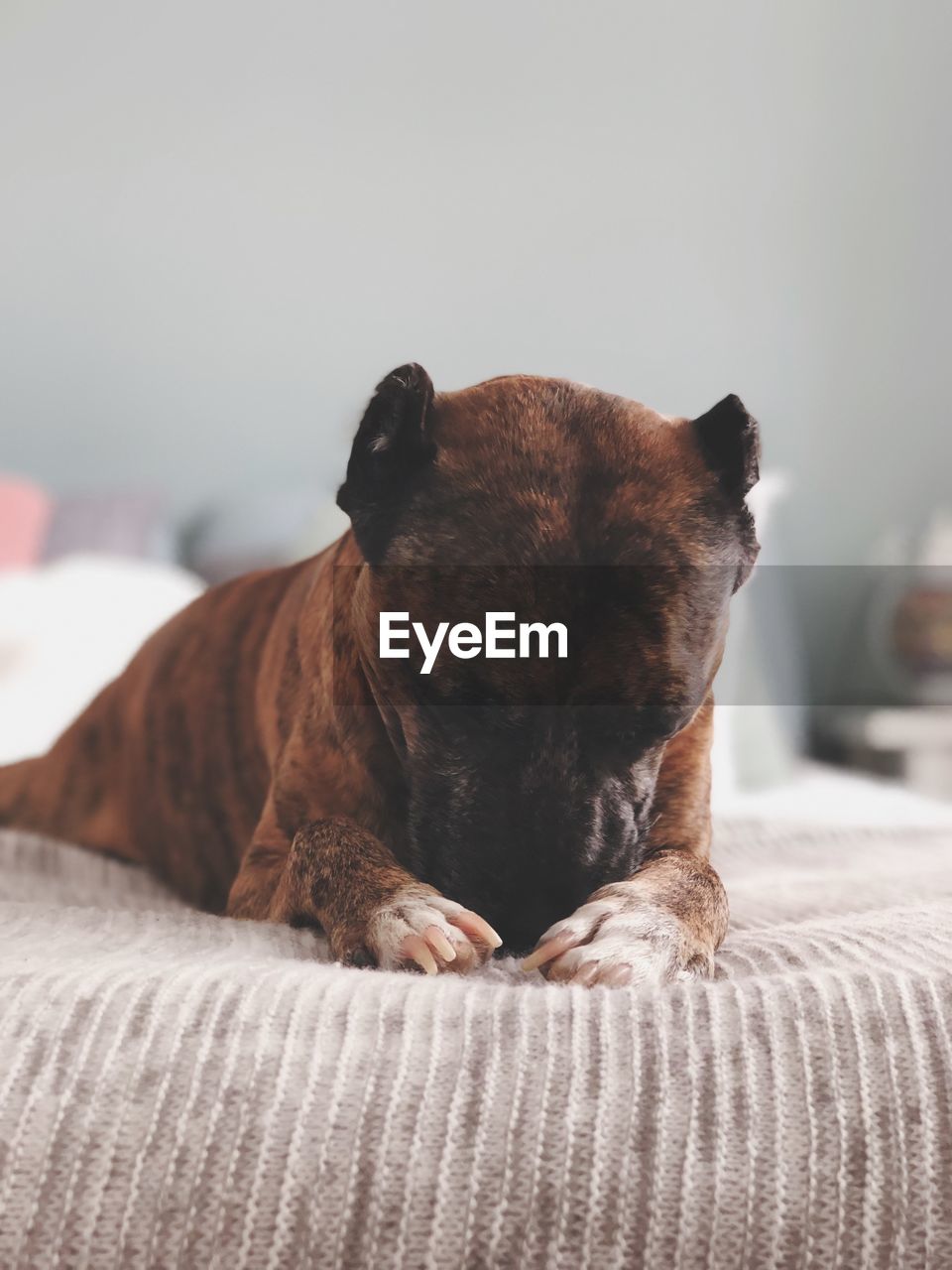 Close-up of a dog resting on bed