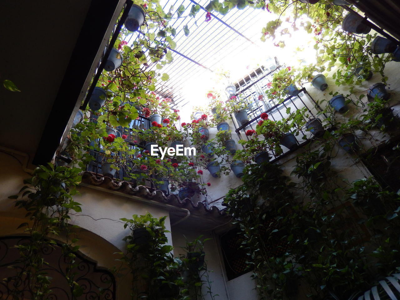 LOW ANGLE VIEW OF POTTED PLANTS HANGING BY BUILDING