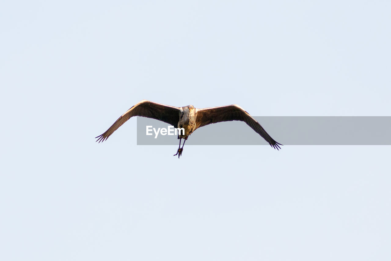 LOW ANGLE VIEW OF EAGLE FLYING