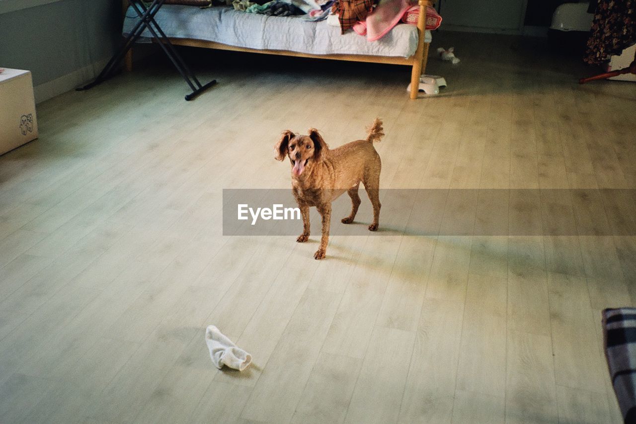 HIGH ANGLE VIEW OF DOG STANDING ON FLOOR AT HOME