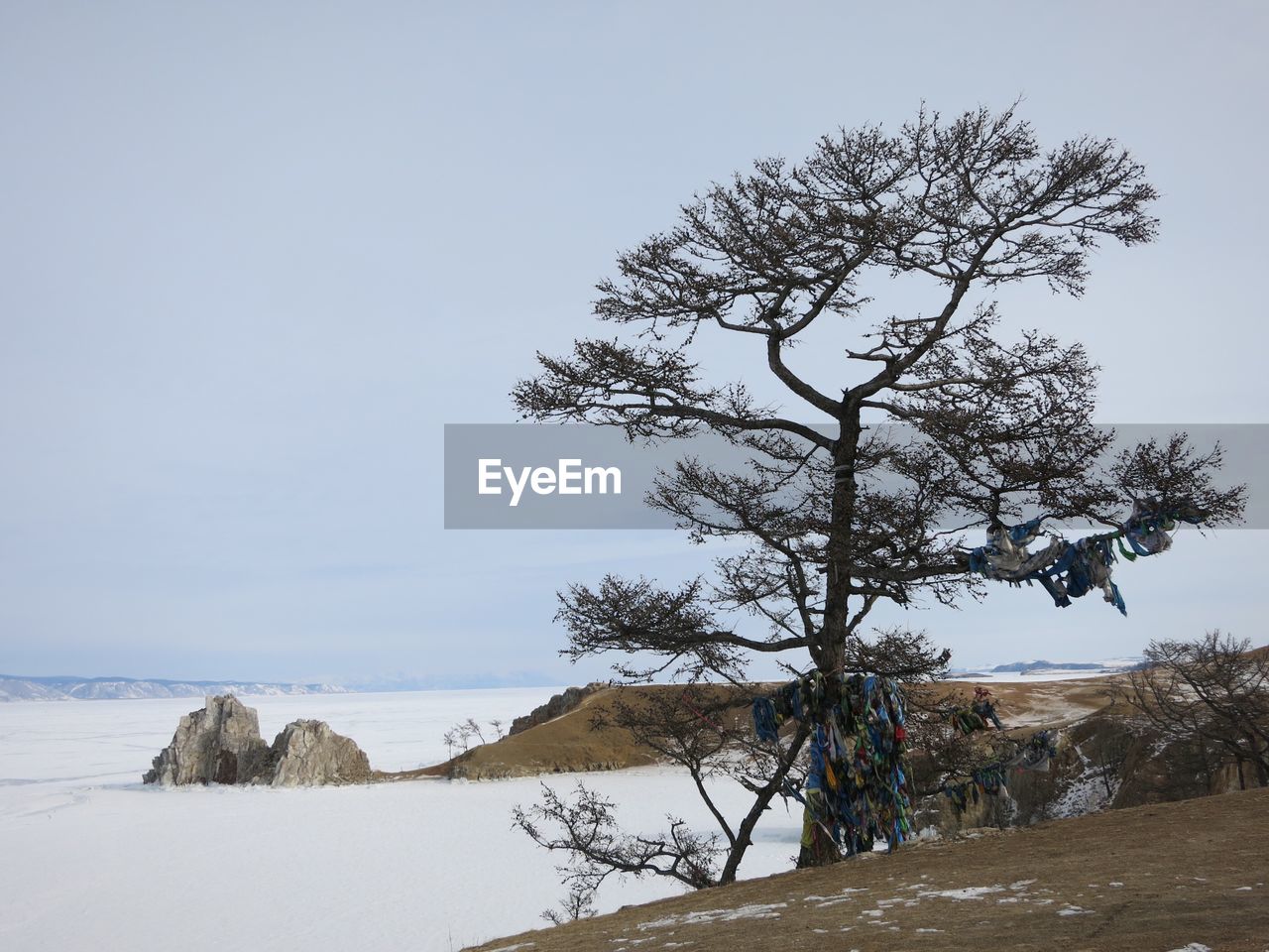 Tree on snow covered field against sky