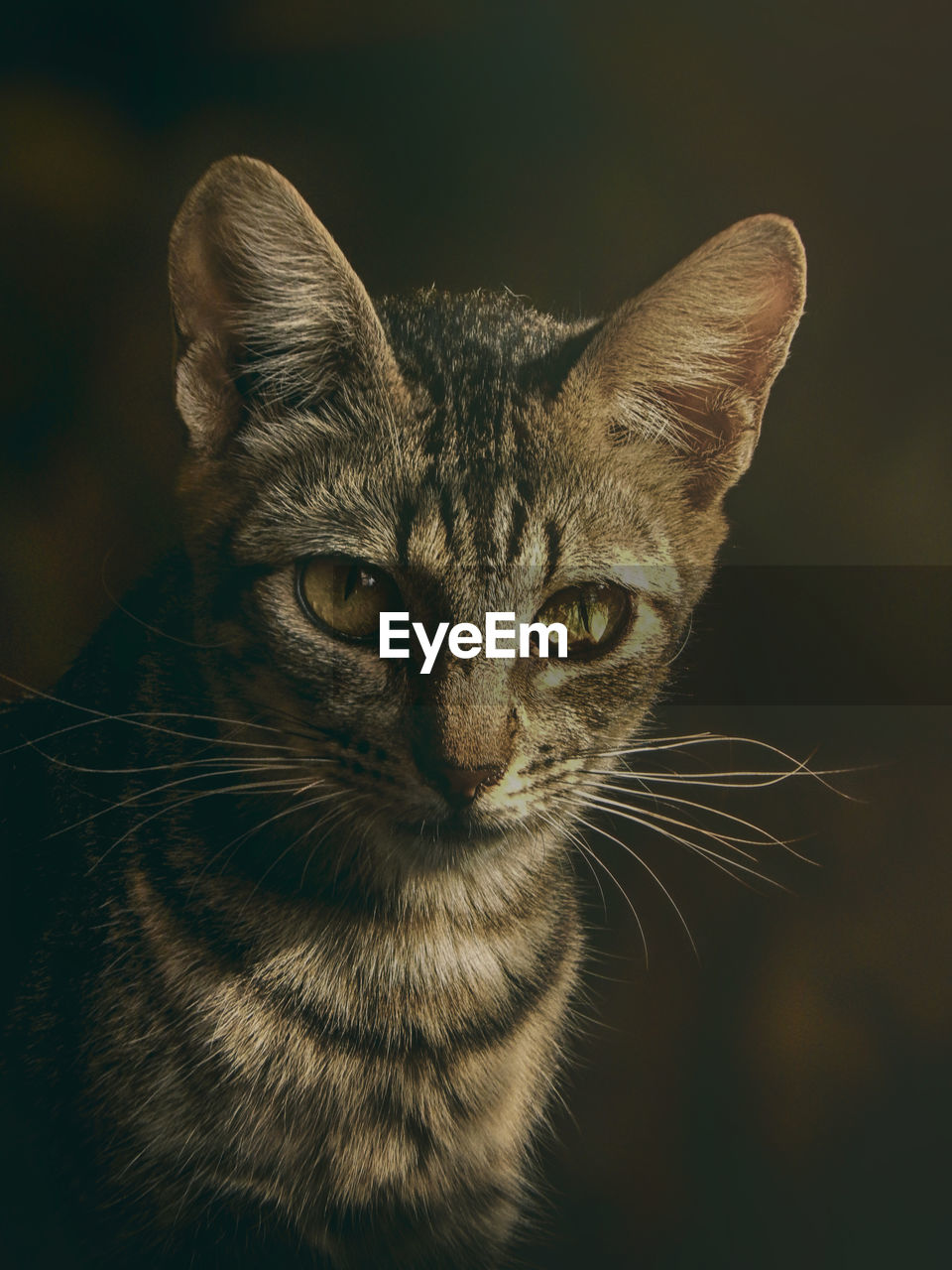 Close-up portrait of tabby cat