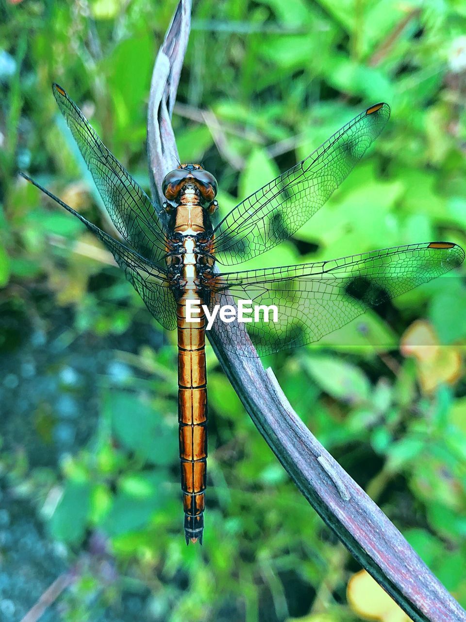 CLOSE-UP OF A DRAGONFLY ON PLANT