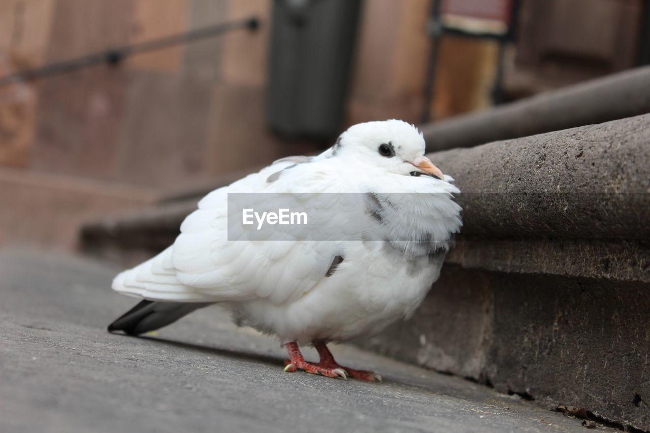 CLOSE-UP OF SEAGULL ON WALL