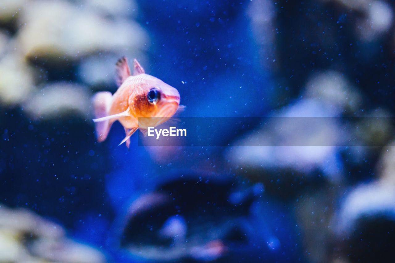 Close-up of fish underwater