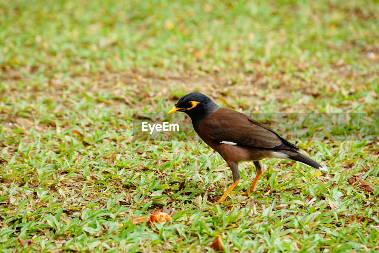 Bird foraging on a field