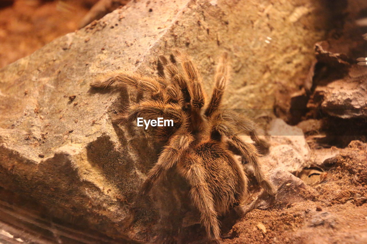 High angle view of spider on rock